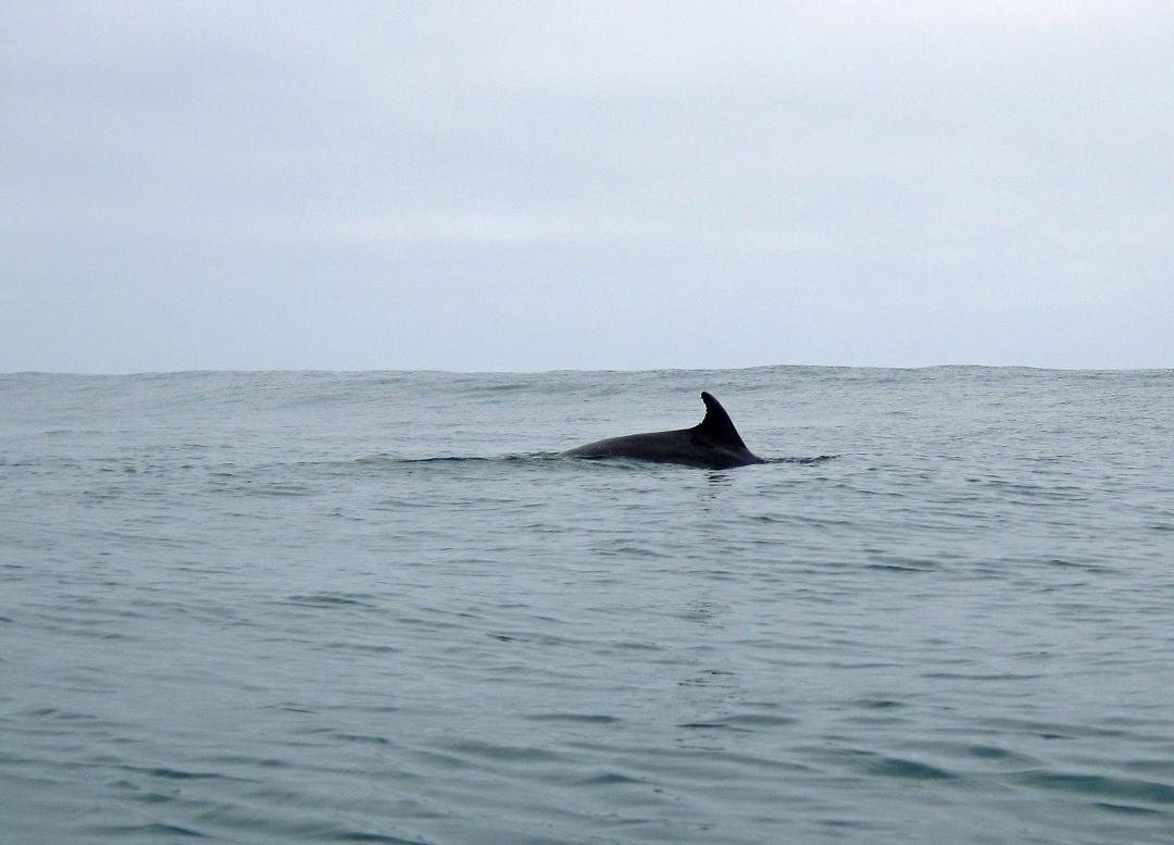 No matter how often I get to see this, there will always be something very special about having dolphins show up while kayaking