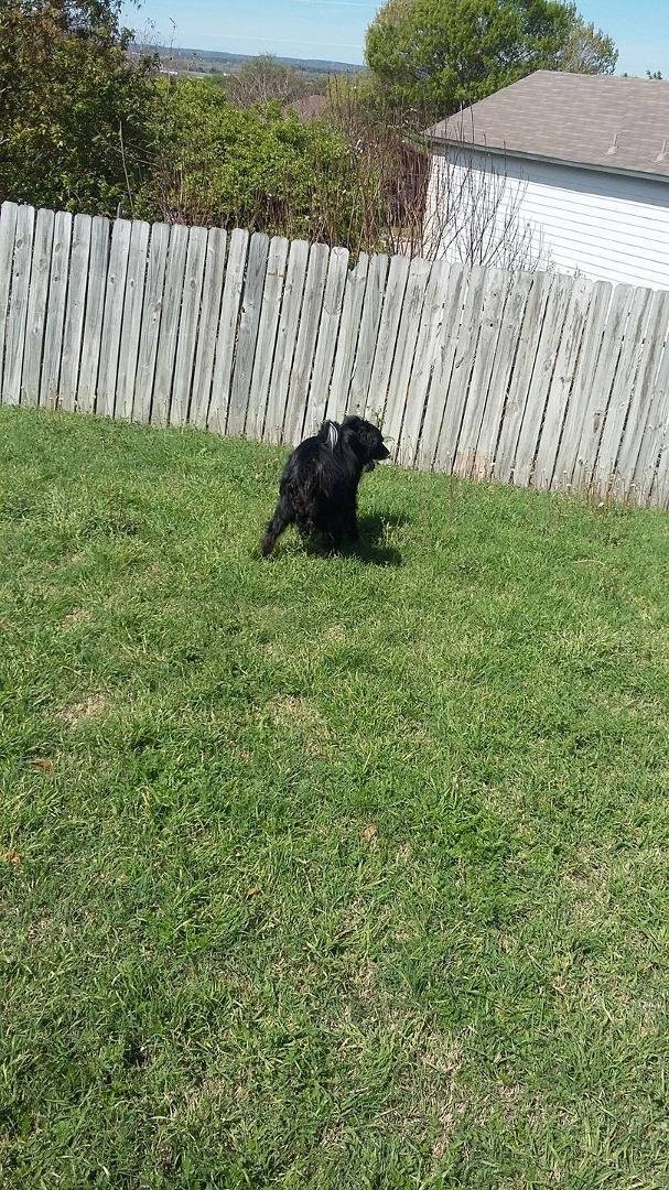 My Buddy is still running around,just slowly.
