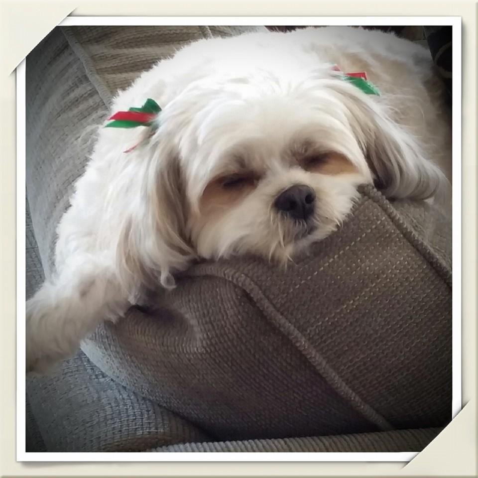 Serena, "Christmas is so tiring being around my family and friends."