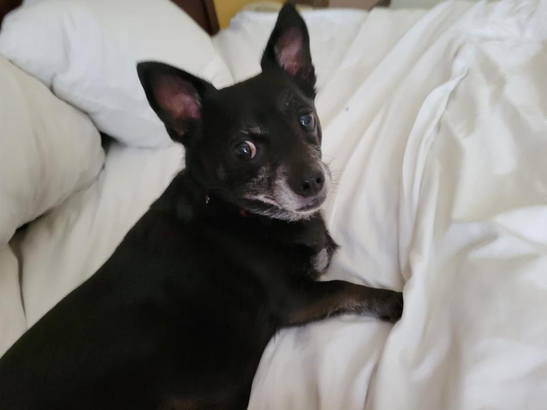 We made it as far as Valdosta Georgia! Didn't get out if house till 115pm! So much rain on road through Florida. Kipper says hi!