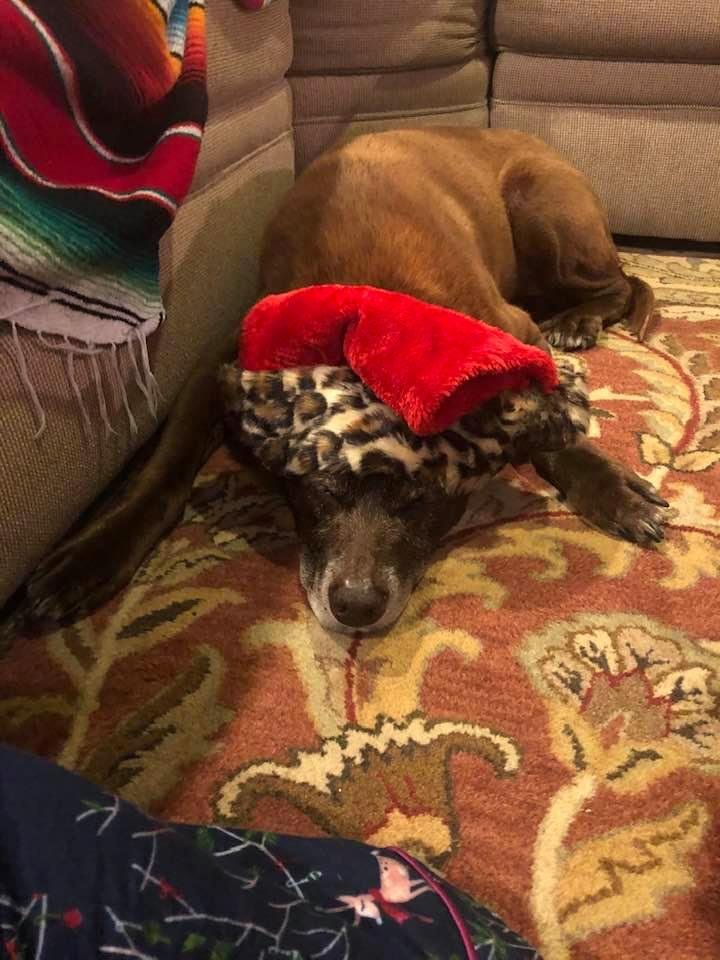 My old girl Hershey waiting for Santa!