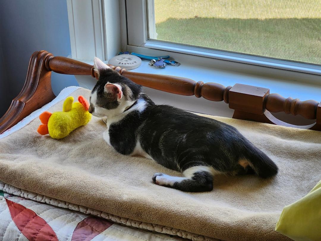 One of my favorite spots to nap & watch birdies. 🐦