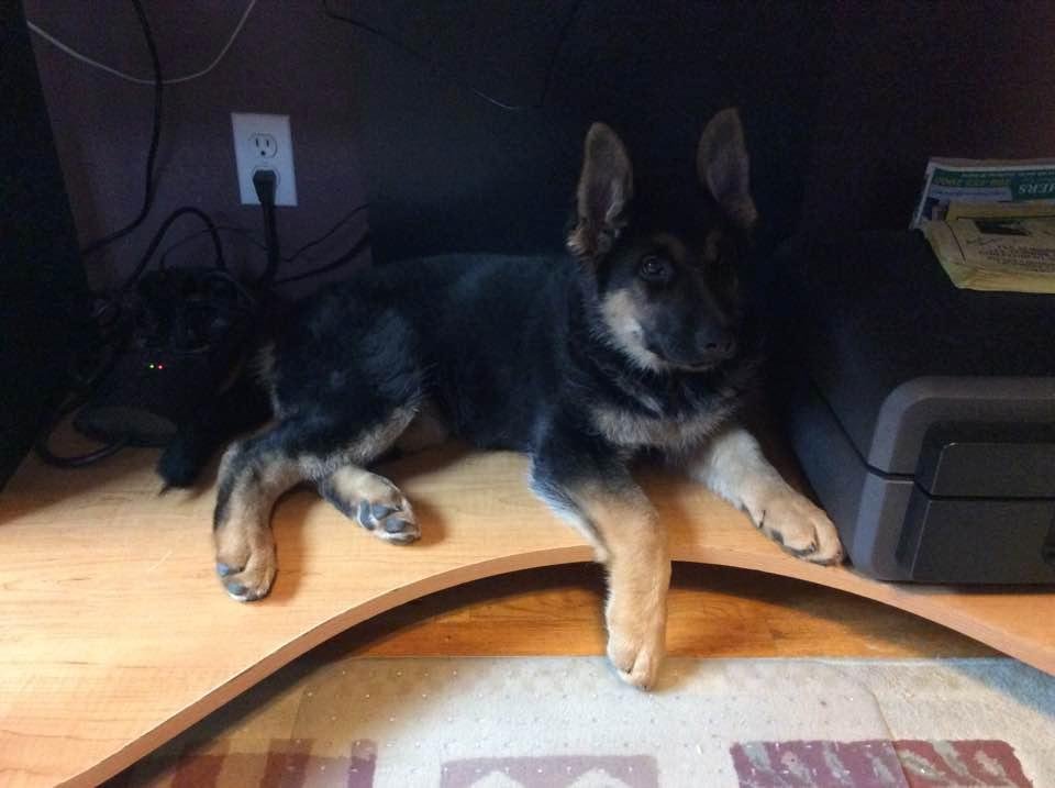 Here's one just for Kent.....see she's an up ear dog, mostly! She is laying under the computer desk.....another week and she won't fit! She can't go under the bed anymore because she gets stuck trying to get out😜. She i
