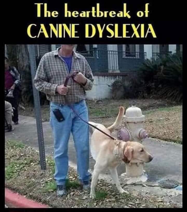 The guy holding the leash is also dyslexic.  And he's agnostic.  And he doesn't sleep well.   Poor guy lays awake all night long trying to decide if there really is a dog.