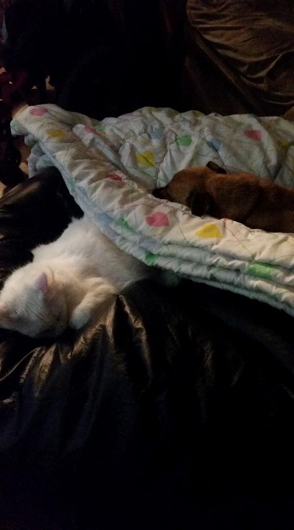 The babies are all ready for bed.