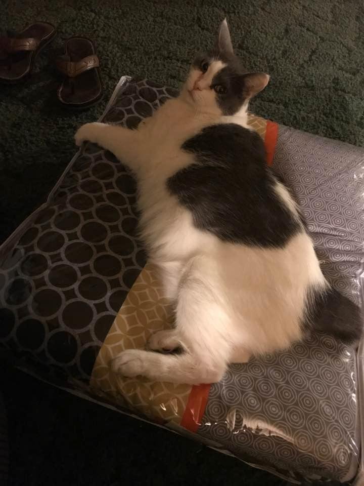I guess Ryan is not getting his new comforter set. I think Rosie likes it more 😂😂😂😂😂😂❤️
