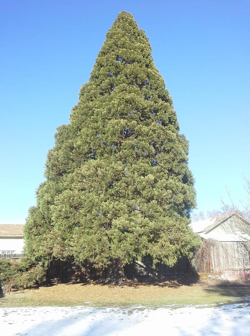 I found the perfect tree just outside my door, It's just a little too big.