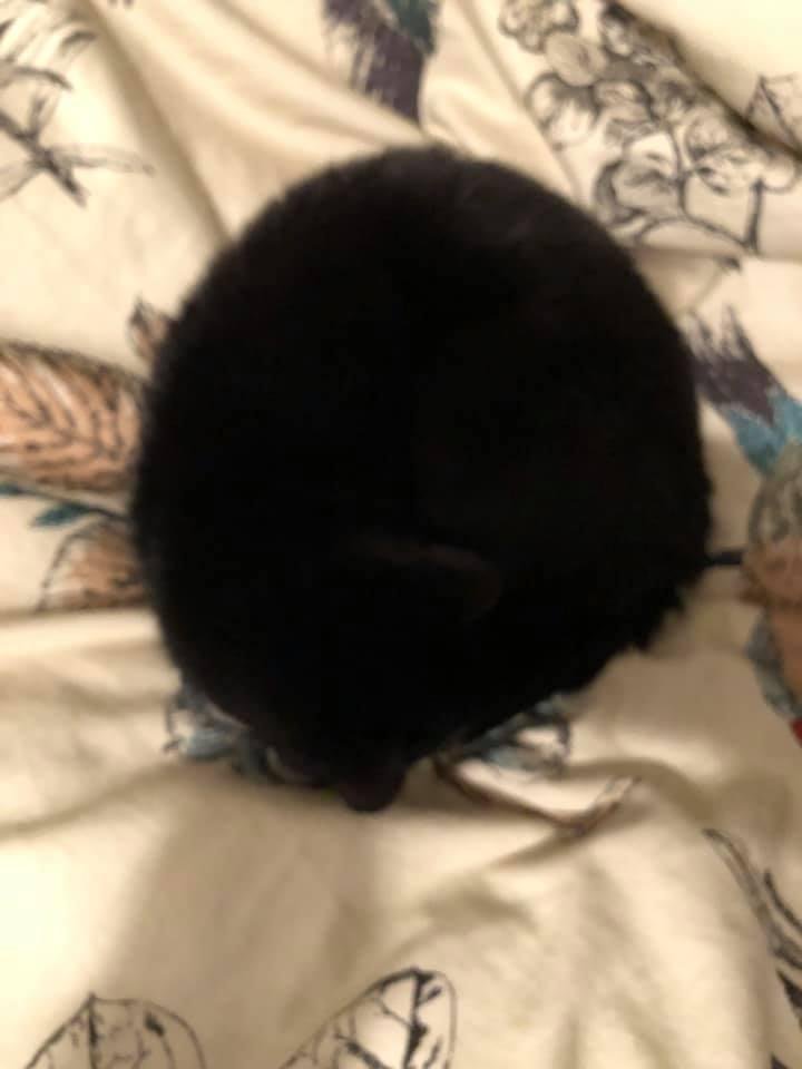 10 days of pet pictures. No explanation needed.  Day 4...Nominating Christopher Doyle