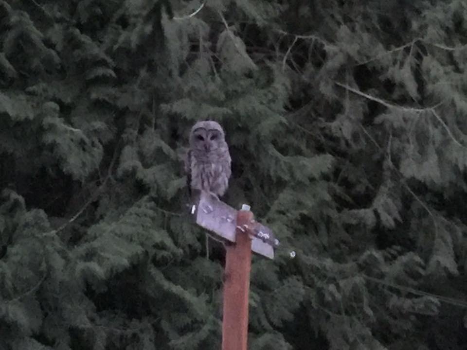 Hoodie the owl in our garden hunting rats!