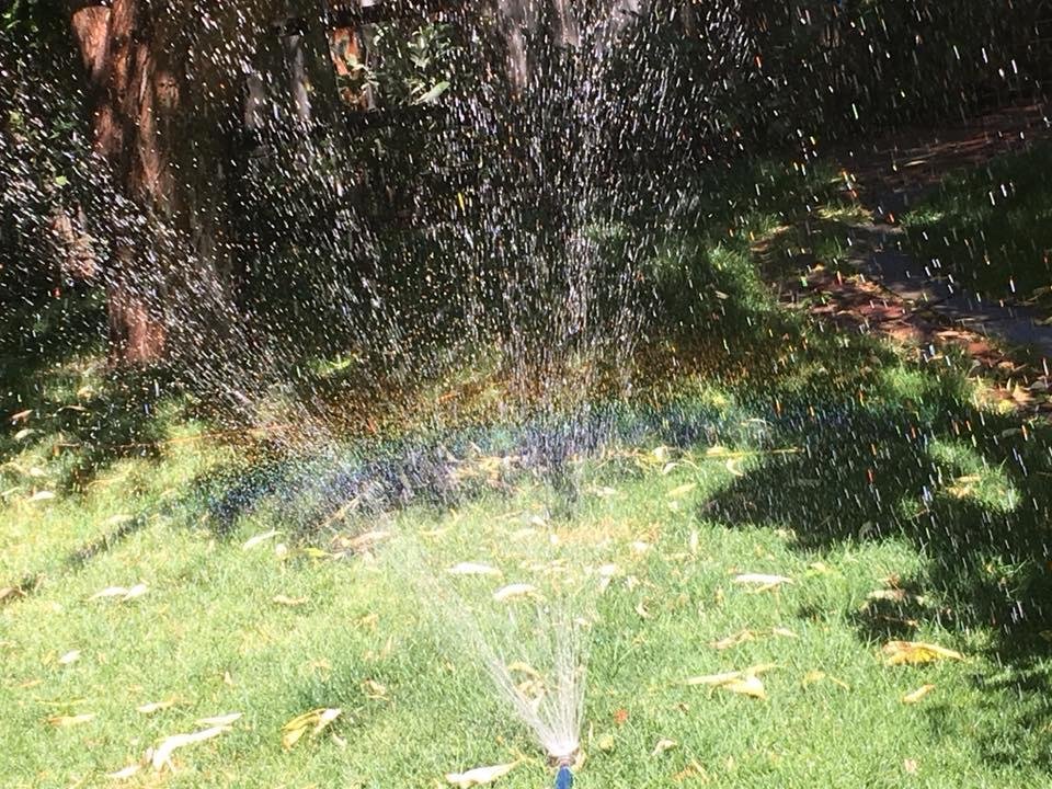Everything is coming up 🌈!!! Do you see it?