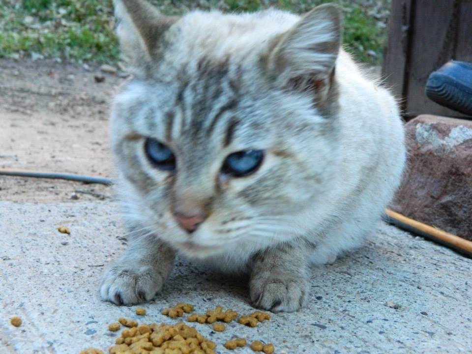 Cat was dumped here in Zion and needs a new home!