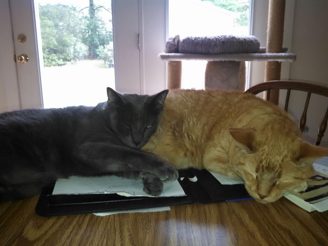Too cute not to post! Skipper and Tigger love each other!