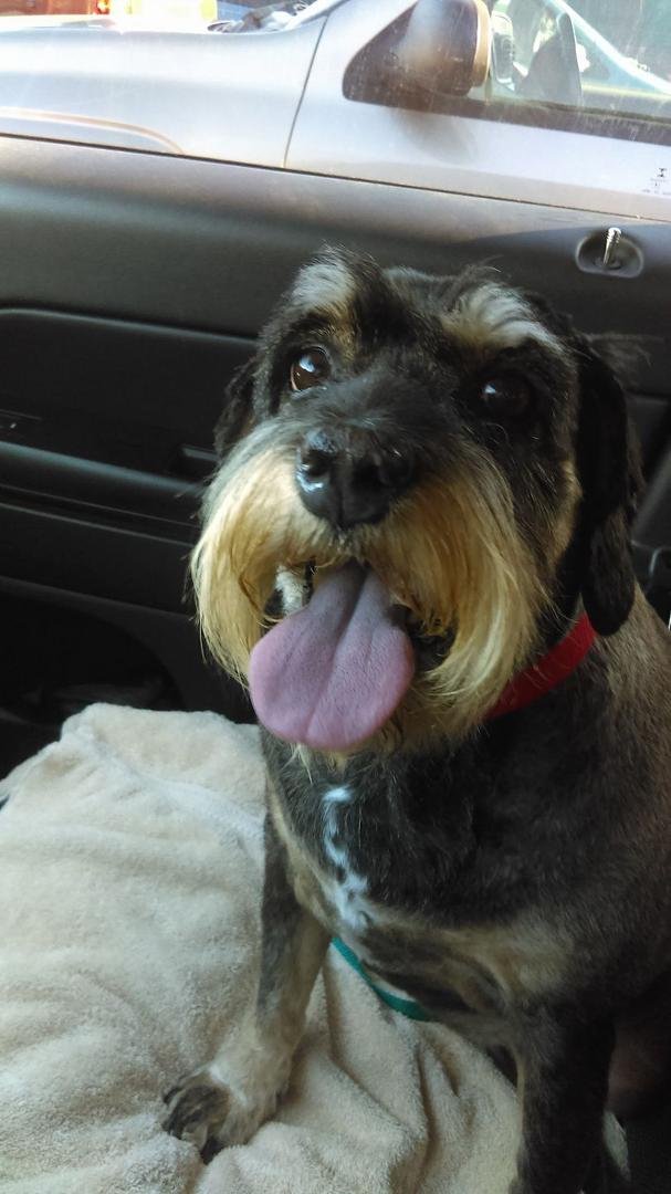 Just picked Maggie up from being groomed and she is so happy!!!!!!