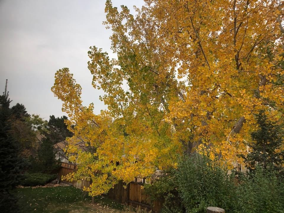 Cloudy smoke filled day but I still had some sunshine in my yard!