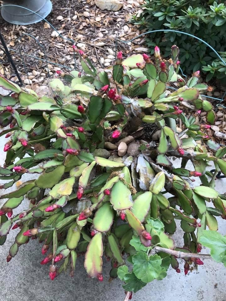 My moms Christmas cactus. Starting to bloom the day after the third anniversary of my dads passing. Maybe it's a sign in a good way.