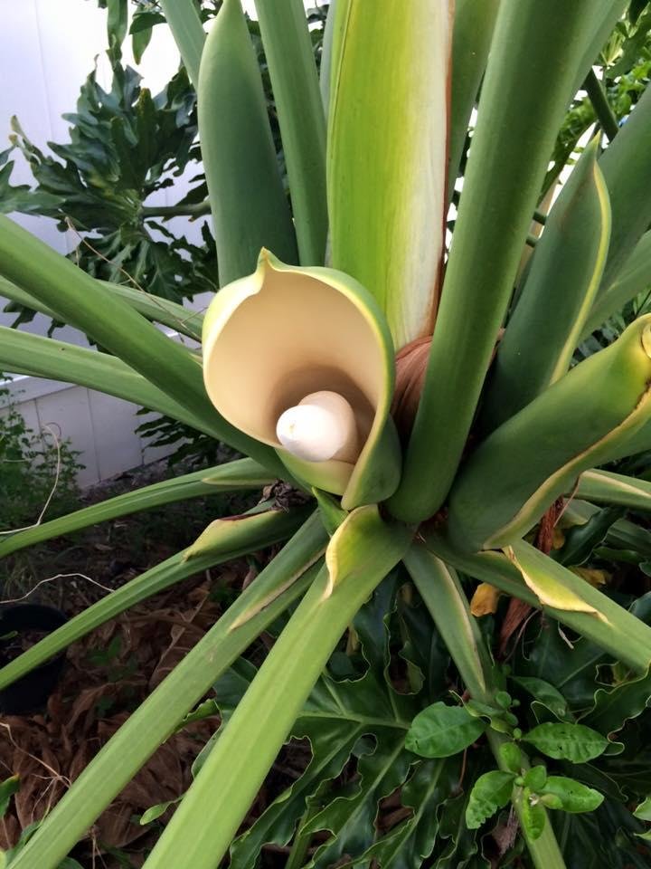 Philodendron