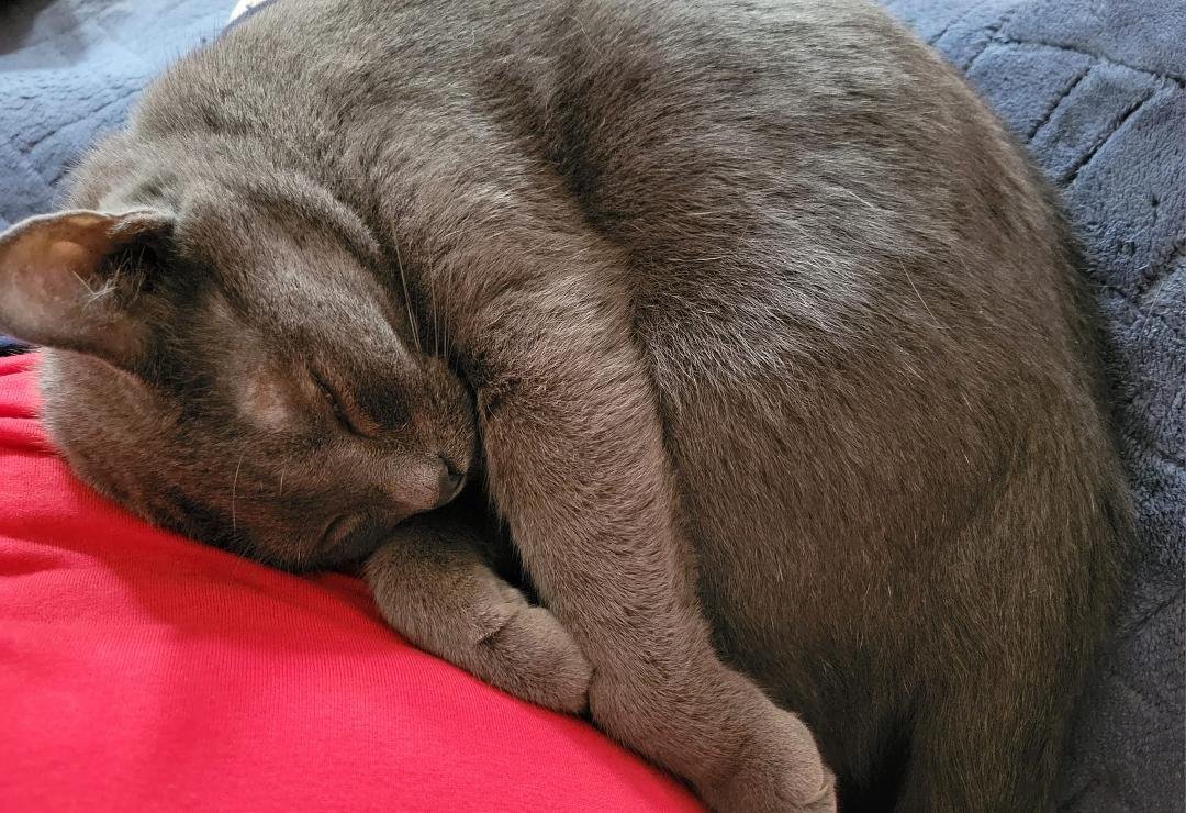 #OffToday #HappyKitty #PurringKitty