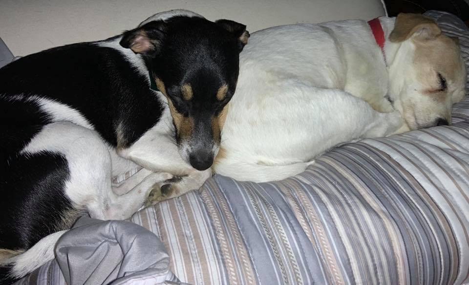 See they do get along......when they are asleep! 💗💗