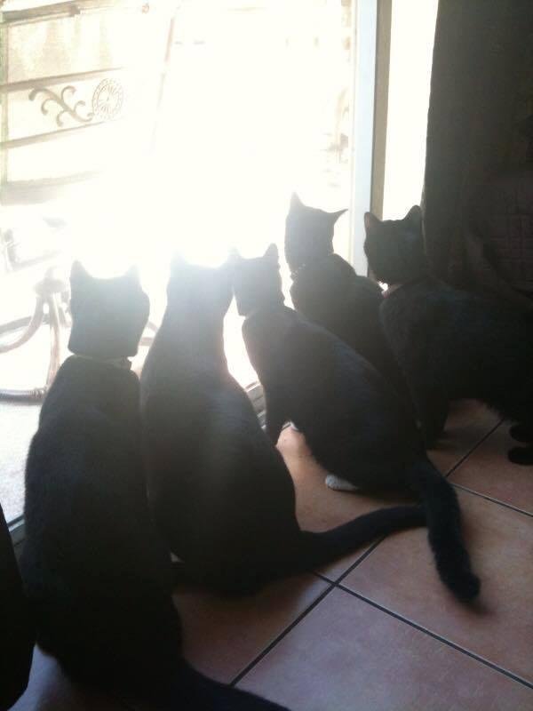 Don't know if it was birds, lizards or butterflies that had their attention? From left to right the pride is Trig, Bama, Yukki, Little Girl and Luna.