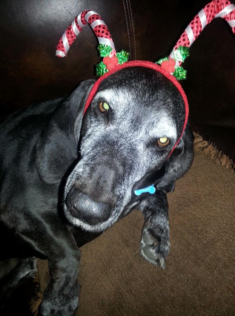 Trying to get everyone in the spirit!! Parker is having none of it.....woof woof