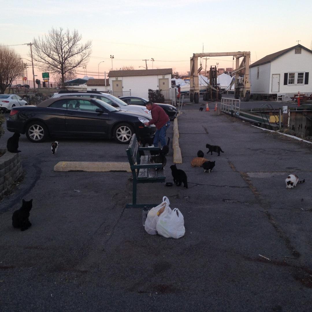 This is the pied piper if the marina.