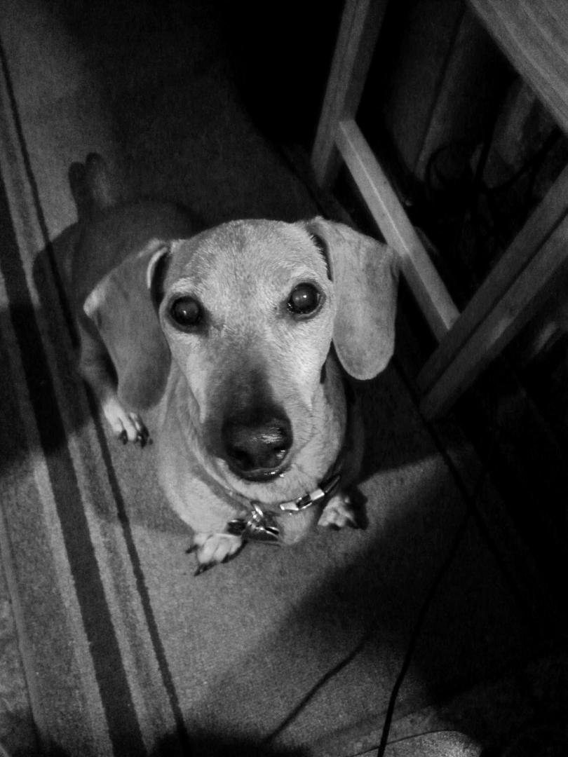 Sam wants a cookie.