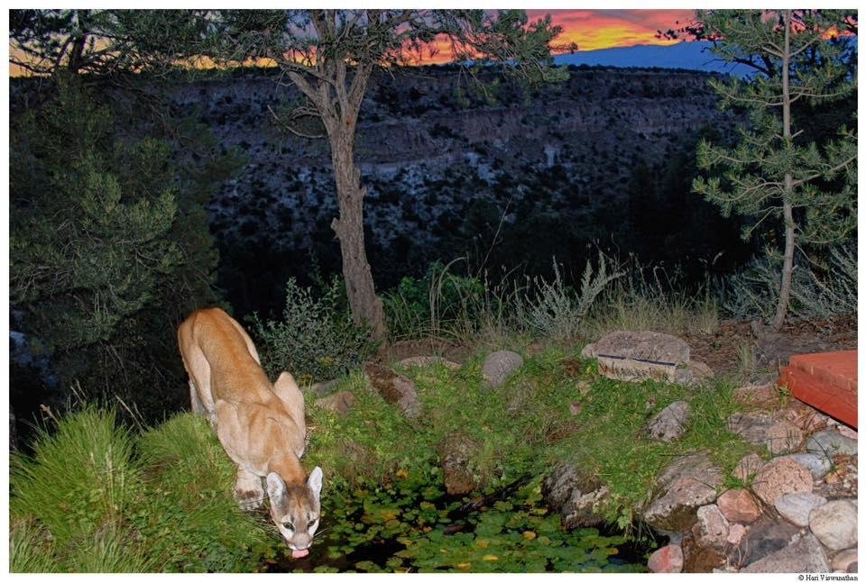 Photo taken by Hari Viswanathan, a neighbor on our street. His game camera frequents catches sweet little kitty cats.