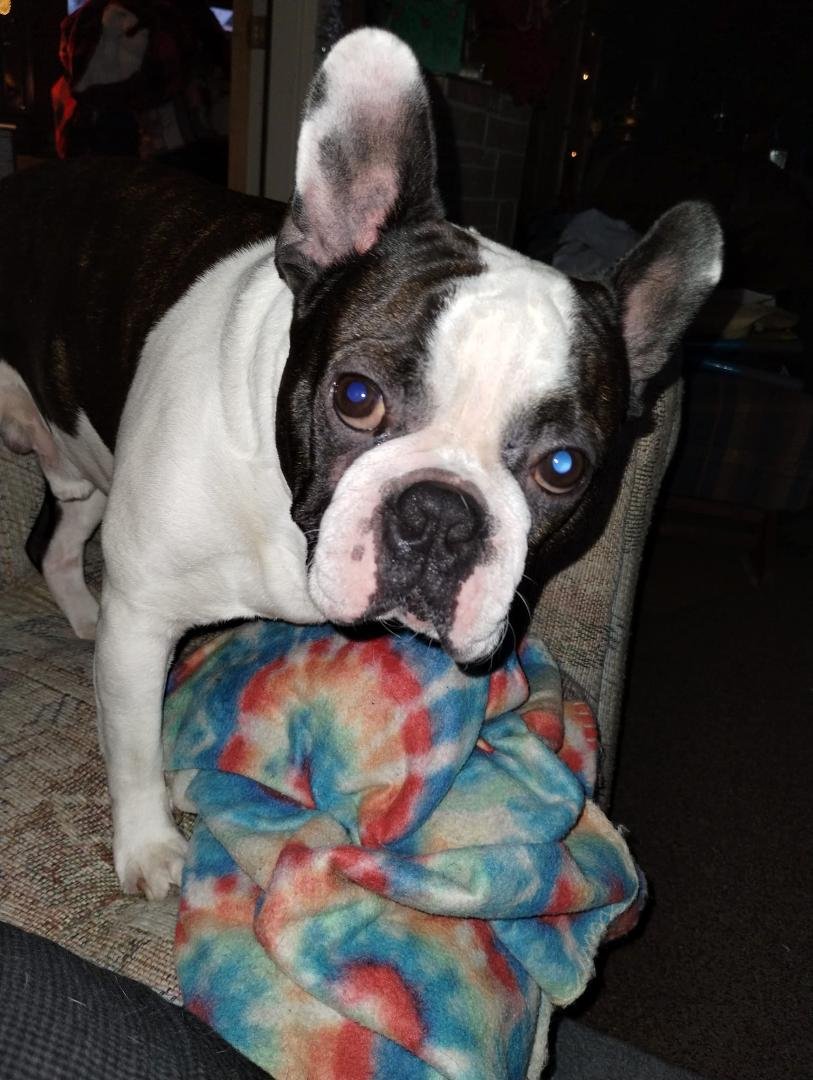 And here is my baby boy Elvis with his blanky, he loves his blanky