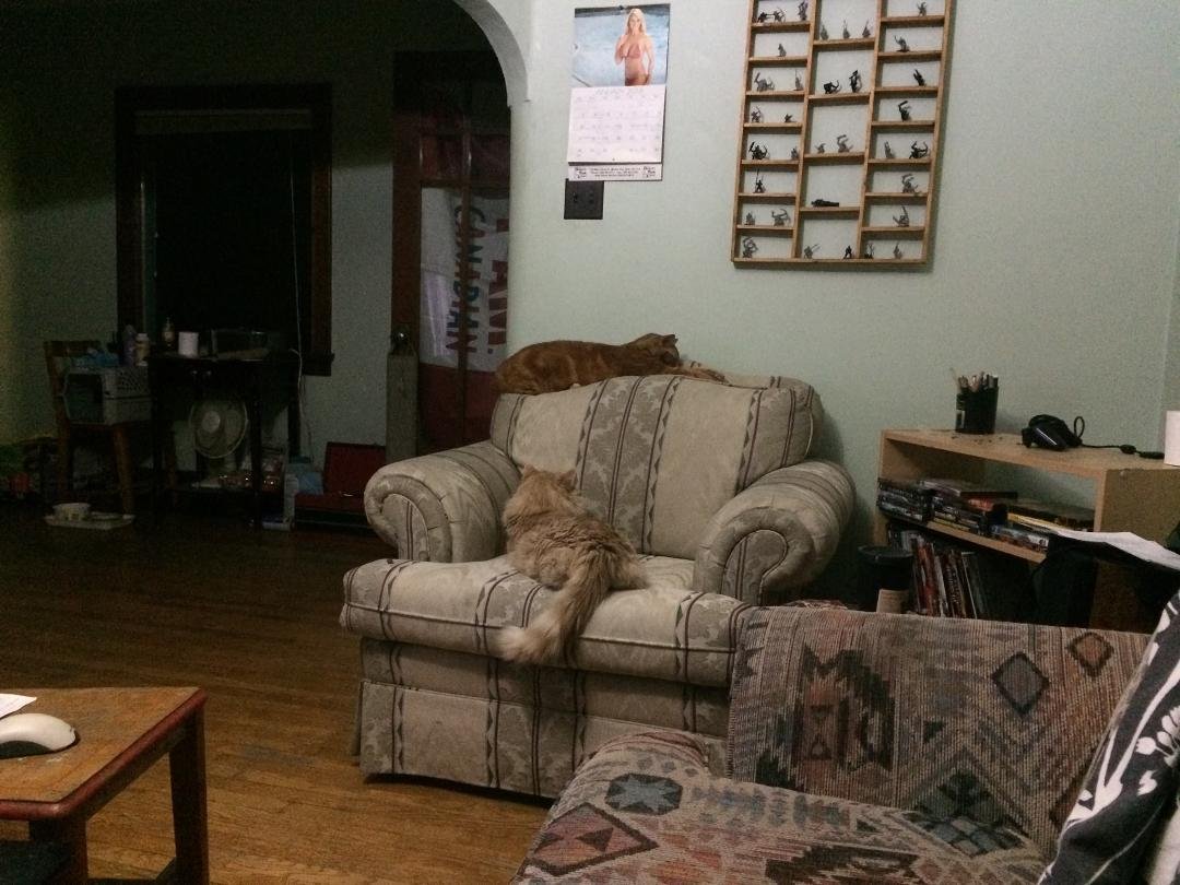 Cool I have a cat chair