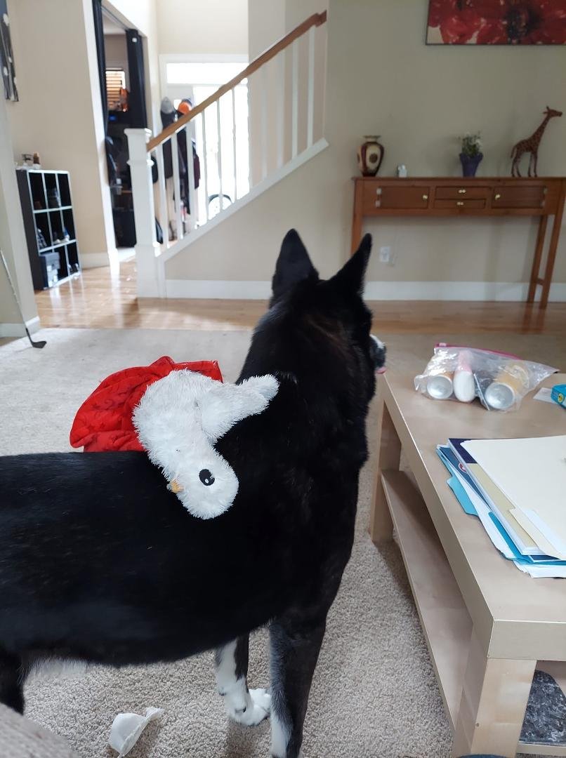 Zeus the husky mix with a toy on his back