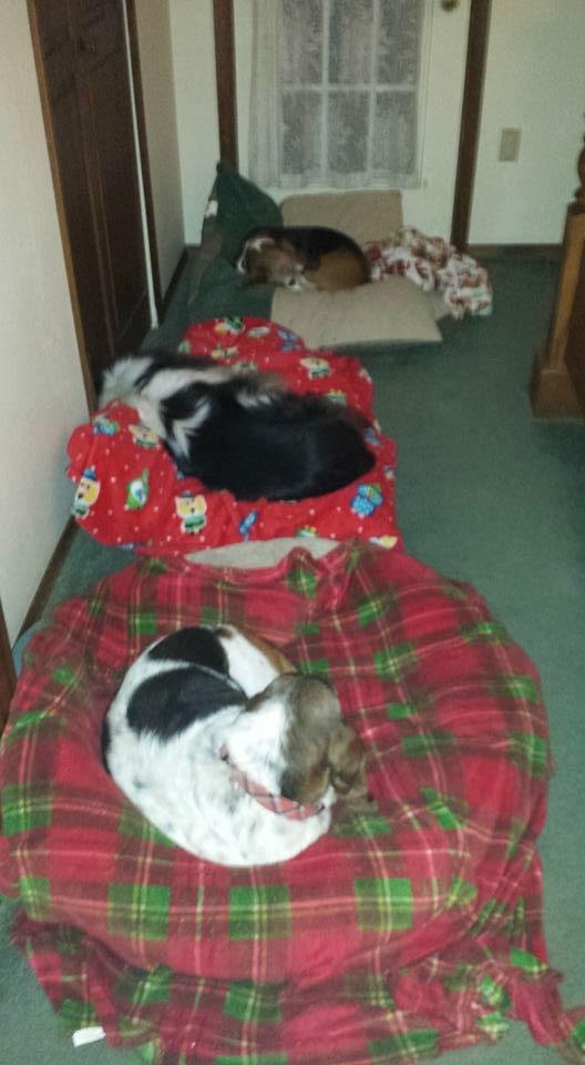 There's nothing like your best friends to share a little quiet time after a busy day.  Of course there's always the juggling for the best cushion and a game of musical beds, especially since we have two extra "house fur-
ba