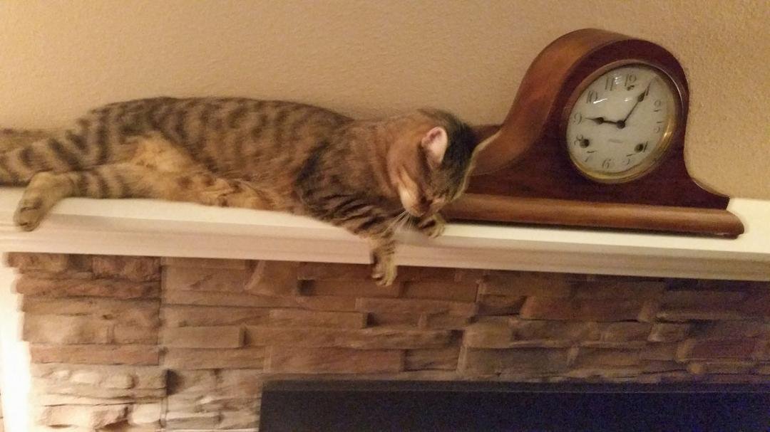 Preston has a pretty tough life holding the mantel down...