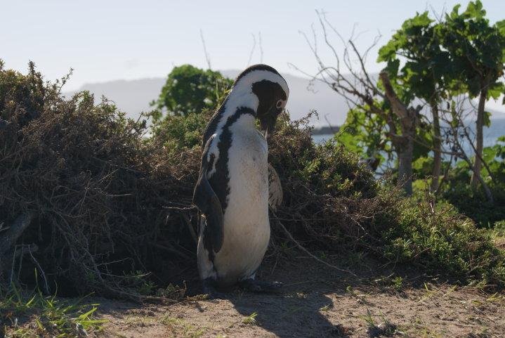 Ryan Smith's album, Africa - 2010