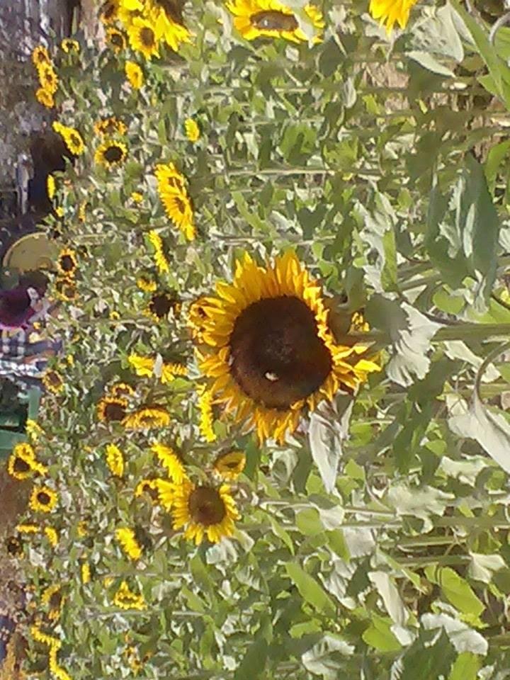 Jo and I are at Apple Annie Farm in Willcox, Arizona.