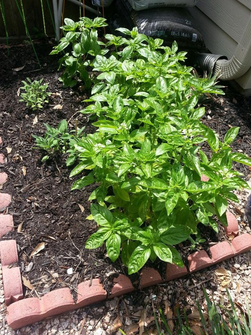 The basil is off to a great start!