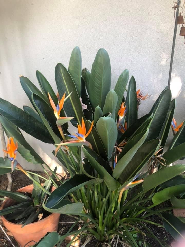 the birds are in bloom