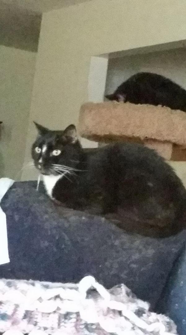 Today we had to send Sam to pet heaven to be with his brothers an sisters, Moose, Missy, Tinkerbell, Rose, Callie.