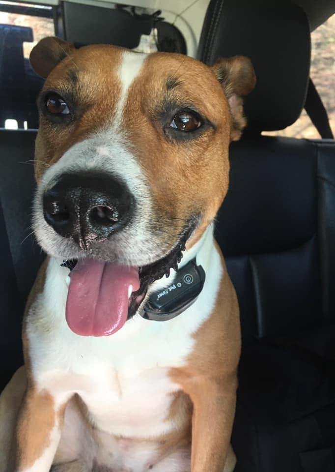 Posted by Jessica McNeely on Focus on Dawsonville

Found this guy at Yahoola Grill parking lot about 12:30. He does not have an ID tag, only a collar for a wireless fence/containment system. He’s sweet, but we have three do