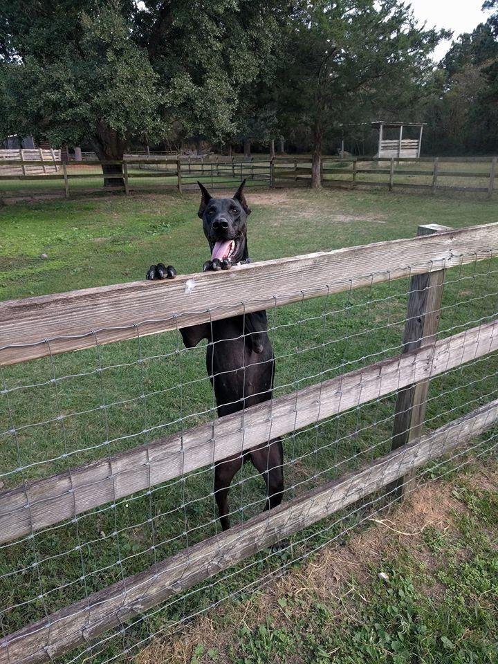 Yep my old friend Tyson is back. There's just so much more of him now.