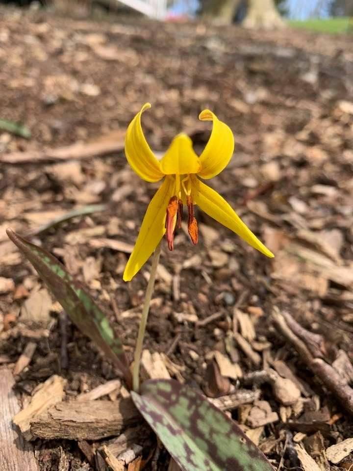 Wild trout lily all over in my yard.