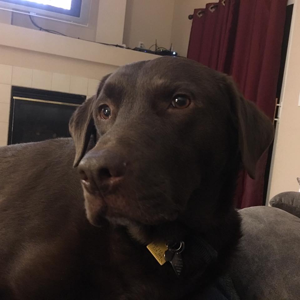 Sammie's Dog Cooper: Lap-time in the Recliner