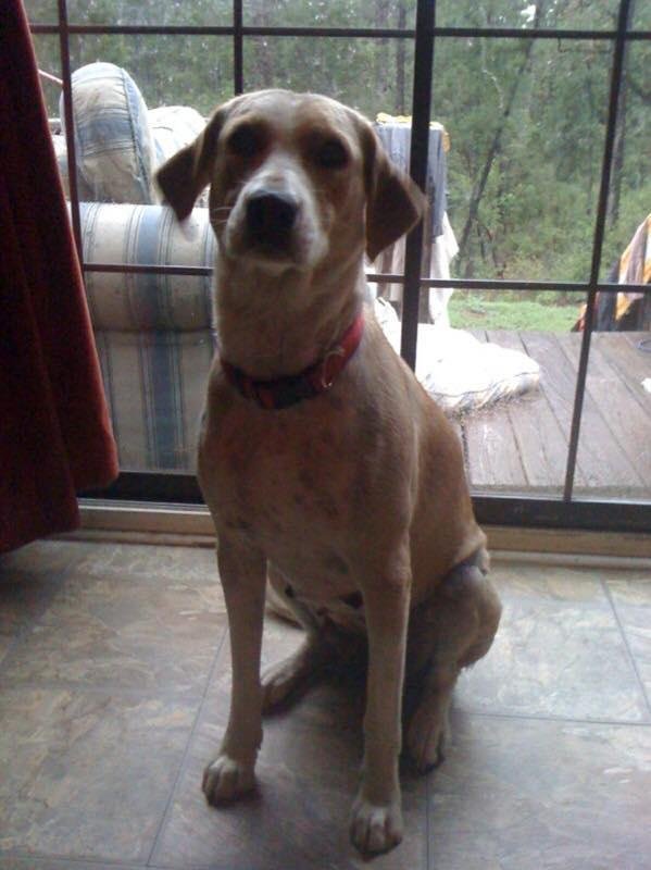 This is my dog Duke's mom. Does she look like a blue lacy?