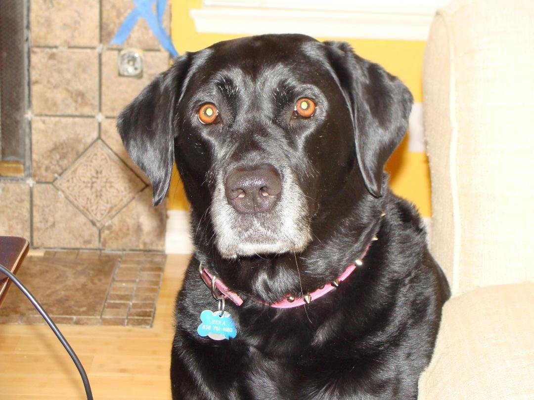 Have to take my girl to the vet today - she can't stand on your front right leg. Poor thing.