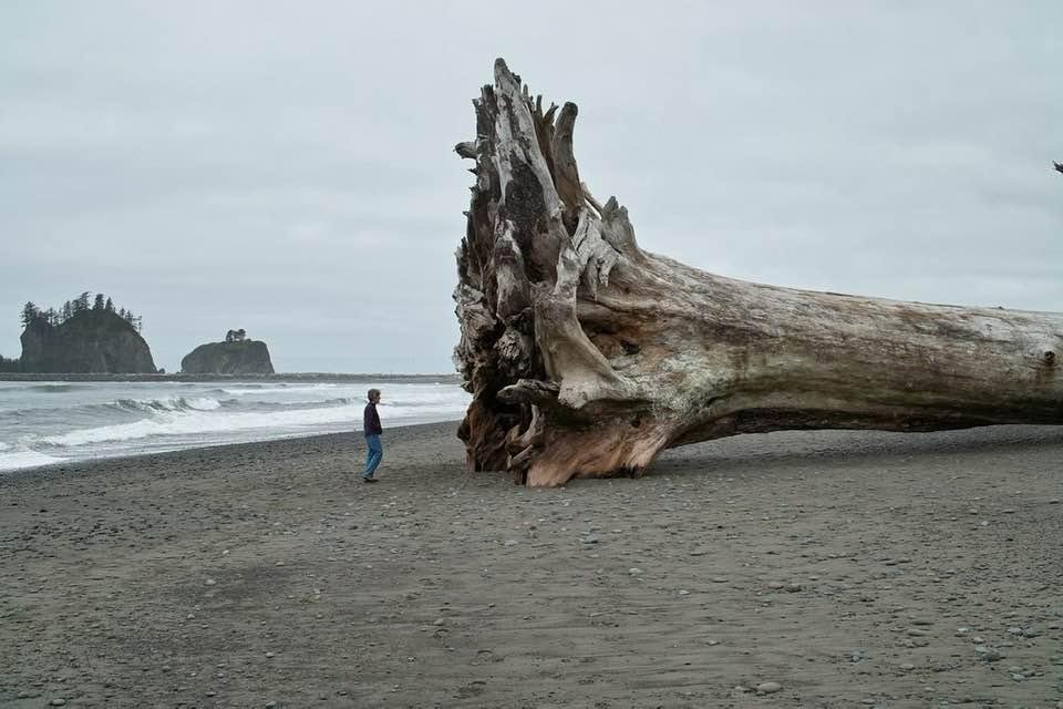 Pacific Northwest driftwood. ( not my photo)