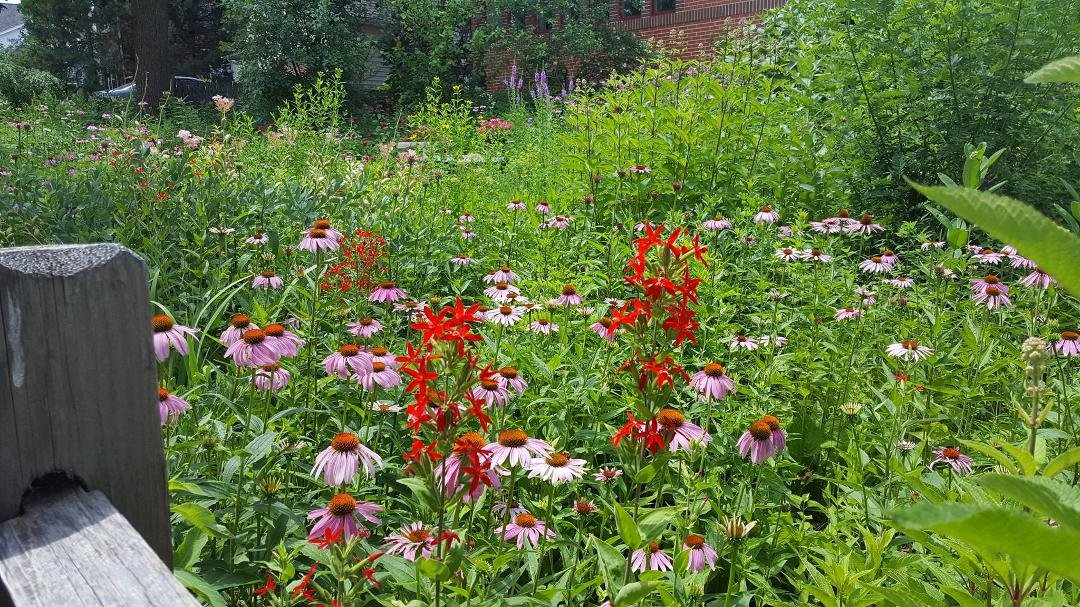 Ann Wallace   (Evers)'s album, Timeline Photos