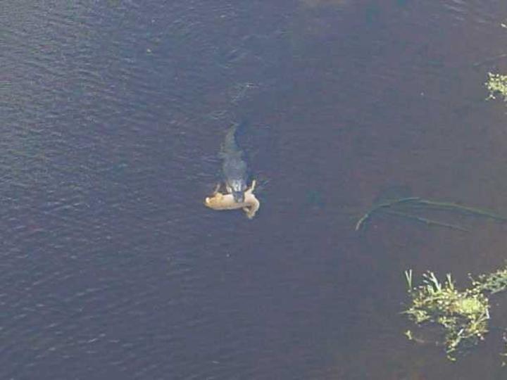 same gator with a full grown stagg inmouth