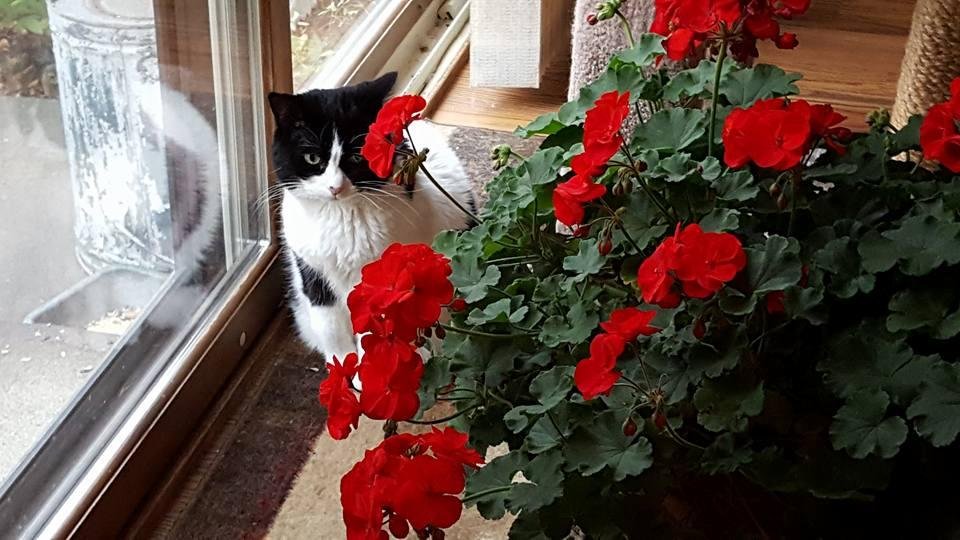 Brought in my plant as weather is colder😐
Bella May likes to hide by it😊