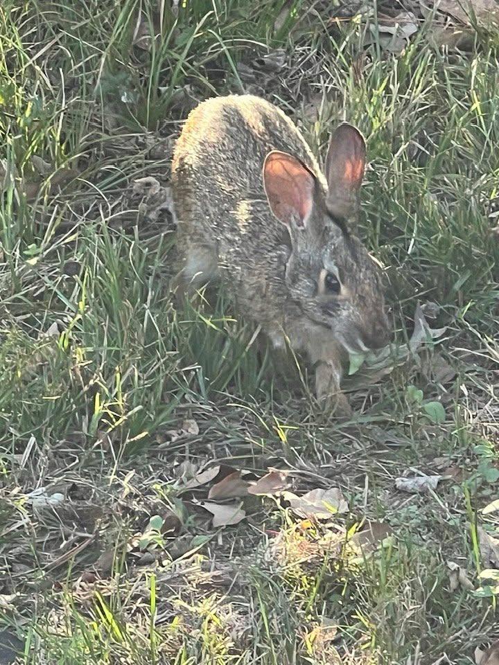 Bunny ears, Lake Livingston State Park.