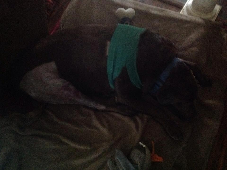 Jesse had surgery on his knee yesterday and had to stay overnight at the vets. He is home now and is having a very nice sleep. Thanks to the Bayridge Animal Hospital and to their wonderful staff for taking such excellent