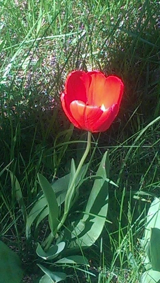 My mom planted tulips in the spring of1987, and they are still coming up and blooming every spring
